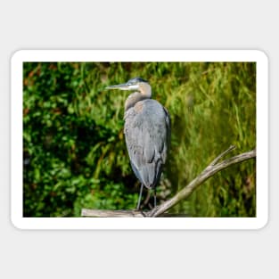 Great Blue Heron in the Trees Sticker